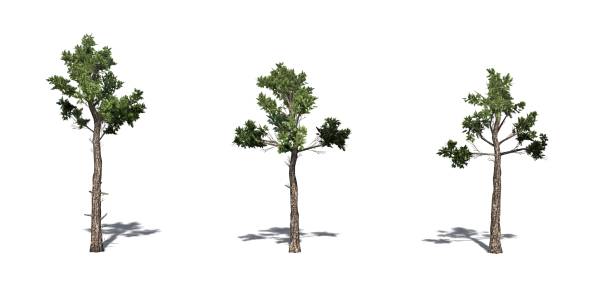 istock Set of Loblolly Pine trees with shadow on the floor 1145178855
