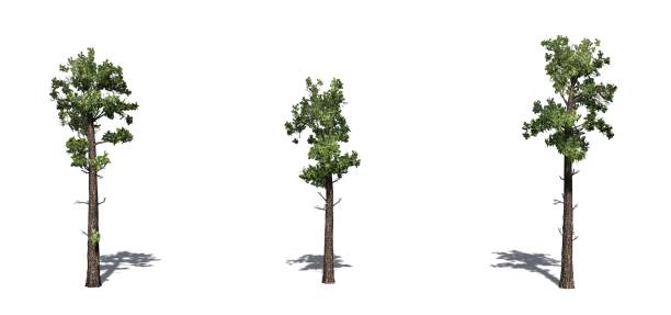 istock Set of Sample Conifer trees with shadow on the floor 1145178881