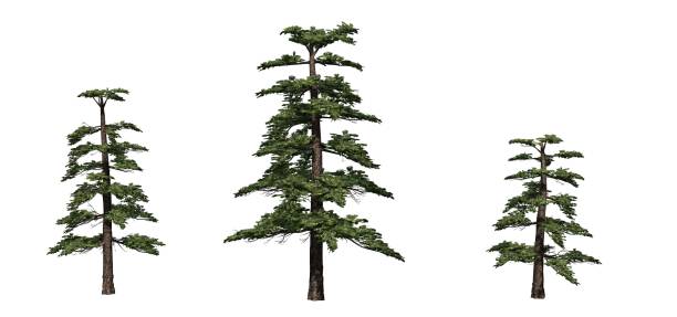 istock Set of Huangshan Pine trees 1145178911