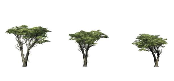 set di diversi cipressi di monterey - cypress tree tree isolated monterey foto e immagini stock