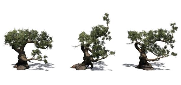 istock Set of Jeffrey Pine trees with shadow on the floor 1145178979