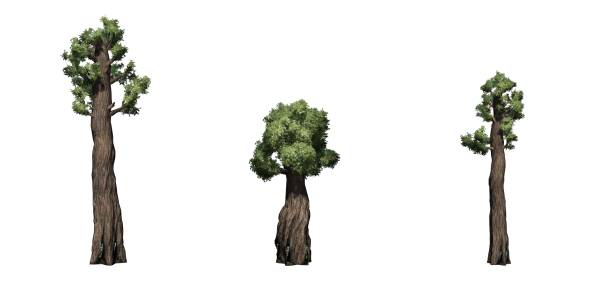 istock Set of Giant Redwood trees 1145178999