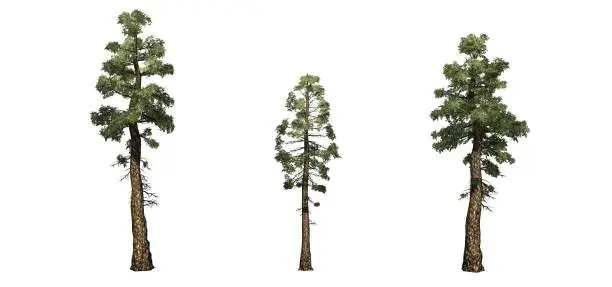 Set of Douglas Fir trees - isolated on a white background
