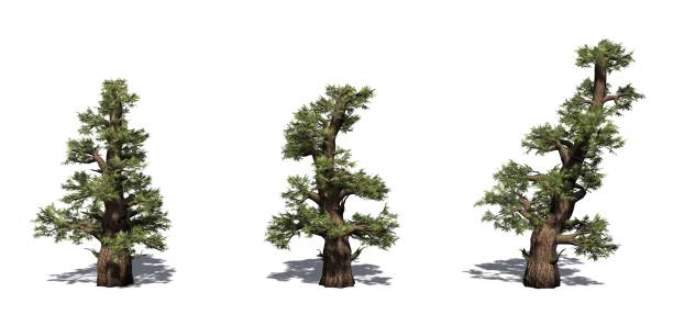 istock Set of Western Juniper trees with shadow on the floor 1145179048
