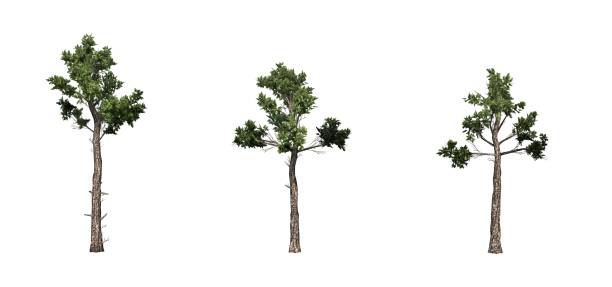 istock Set of Loblolly Pine trees 1145179063