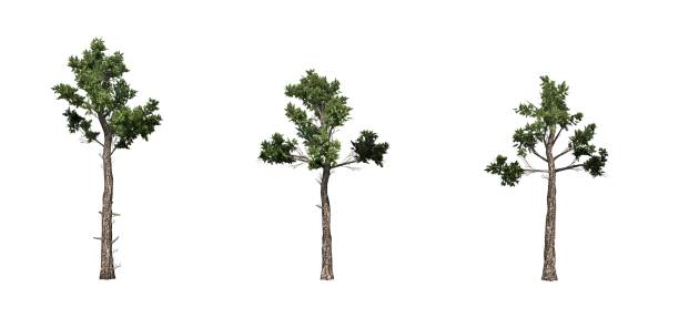 set of loblolly pine trees - pine tree loblolly pine loblolly forest imagens e fotografias de stock