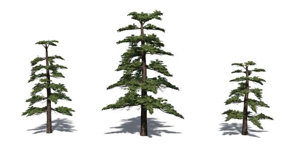 istock Set of Huangshan Pine trees with shadow on the floor 1145179072