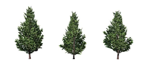 istock Set of Christmas Scotch Pine trees 1145179079