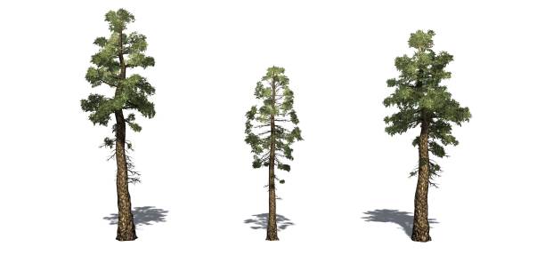 istock Set of Douglas Fire trees with shadow on the floor 1145179184
