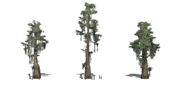 istock Set of Bald Cypress trees with shadow on the floor 1145179197