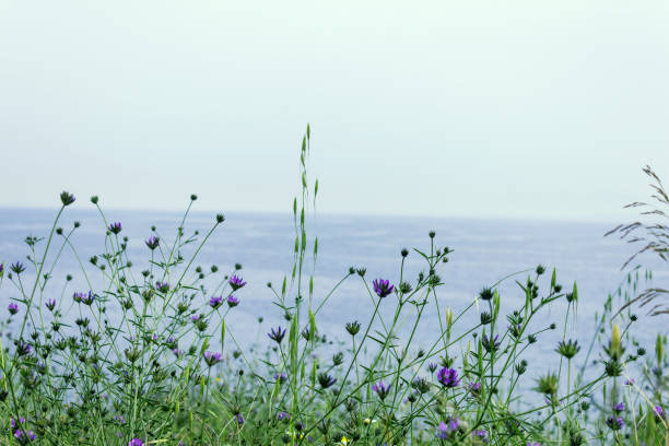 Beautiful spring flowers by the sea. Selective focus.