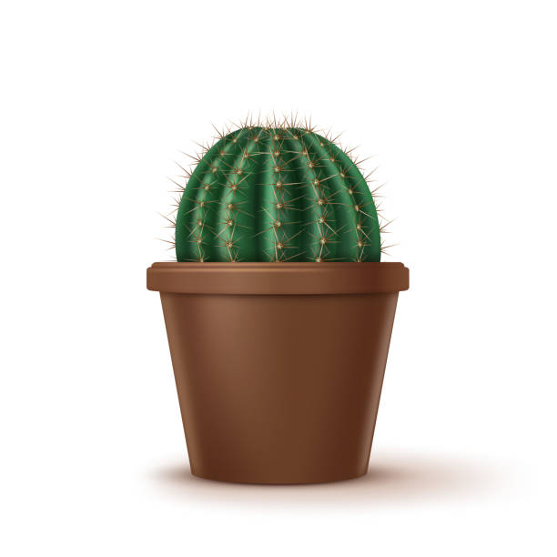 istock Vector illustration of big golden barrel cactus in brown clay pot isolated on background 1145181357