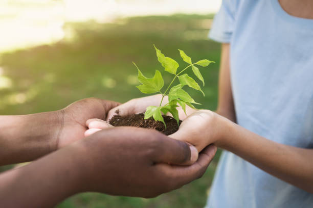 istock Two hands holding and caring young green plant 1145183192