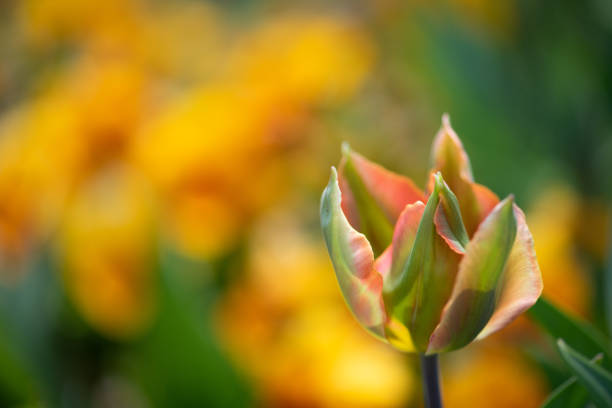 red and green tulip