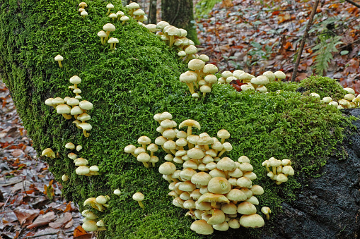 sulfur tuft mushrooms borns on a trunk covered with moss