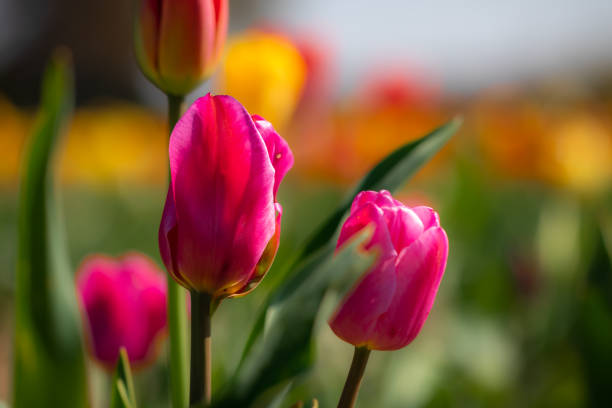 istock Colorful tulip field (Lily family, Liliaceae) in spring, Germany. 1145183352