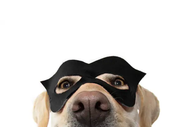 Photo of CLOSE-UP DOG SUPER HERO COSTUME. LABRADOR RETRIEVER WEARING A BLACK MASK AND A CAPE.  CARNIVAL OR HALLOWEEN HOLIDAY. ISOLATED STUDIO SHOT AGAINST WHITE BACKGROUND.