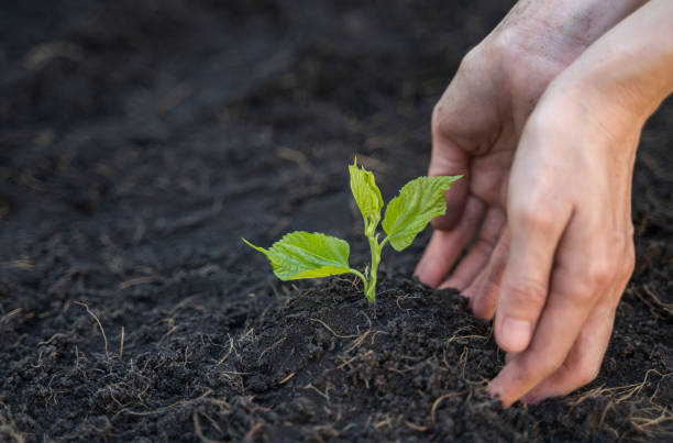 istock Hand is growing and nurturing young plant on soil 1145183573
