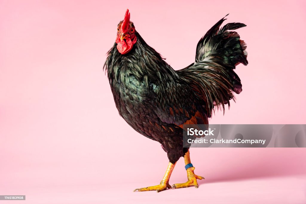 Rooster Rooster posing against a pale pink background. Colour, horizontal with lots of copy space. Rooster Stock Photo