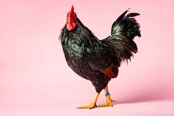 Rooster Rooster posing against a pale pink background. Colour, horizontal with lots of copy space. cockerel photos stock pictures, royalty-free photos & images