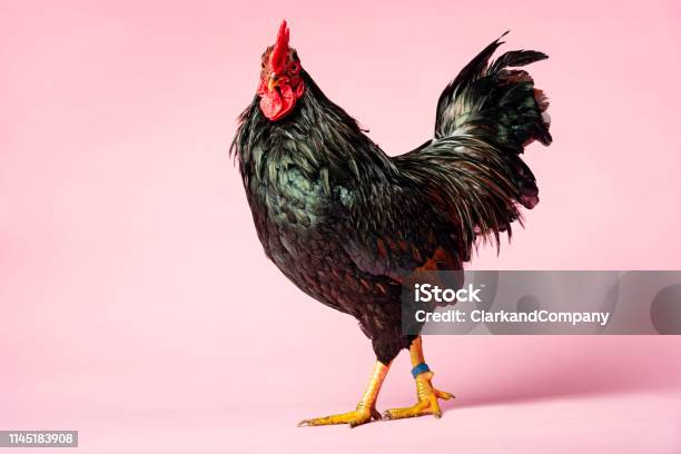 Rooster Stock Photo - Download Image Now - Rooster, Chicken - Bird, Studio Shot