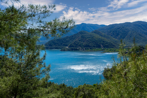 Pine Forest Over Sea in Mugla - Turkey