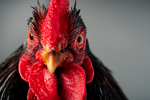 Close-up character portrait of red rooster. Colour, horizontal with a dark  background.