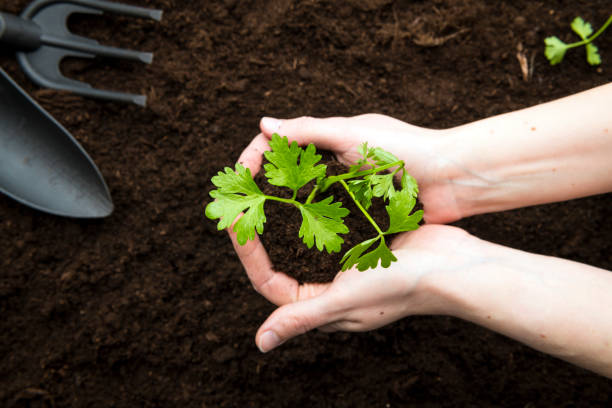 agriculteur plantant de jeunes semis - celery nutrient vegetable plant photos et images de collection