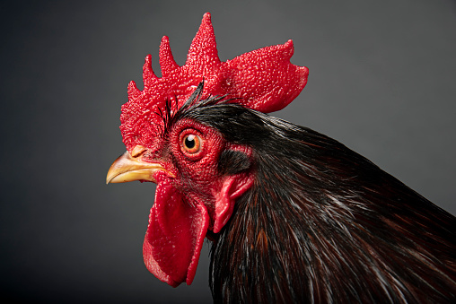 Close-up character portrait of red rooster. Colour, horizontal with a dark  background.