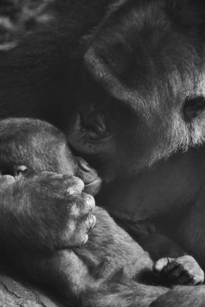 istock Close-Up Of Monkey Kissing Infant 1145187924