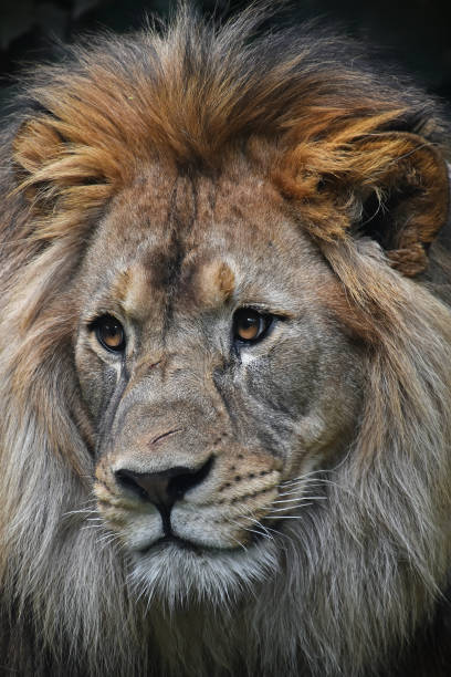 istock Close-Up Portrait Of Lion 1145189720