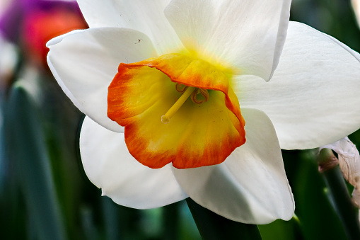 Blooming Poets Narcissus flower, know also as Poets Daffodil