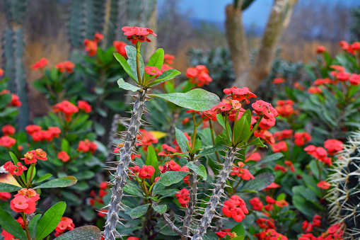 Red bromeliad flower in Costa Rica
