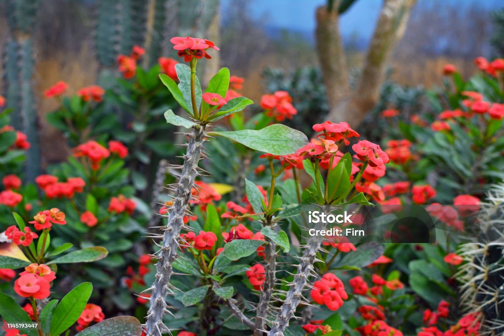 Exotic Euphorbia Milii Crown Of Thorns succulent plant with long spiked stem and red blooming flowers exotic plants Blossom Stock Photo