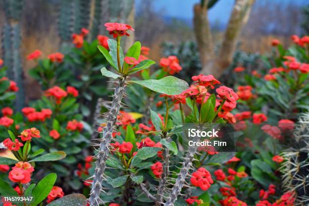 Exotic Euphorbia Milii Crown Of Thorns Succulent Plant With Long Spiked Stem And Red Blooming Flowers Stock Photo - Download Image Now