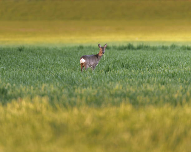 istock Young roe deer feeding in meadow at dusk. 1145194968