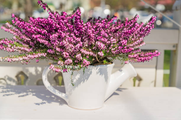 darleyensis roxo de florescência bonito de erica ou urze no potenciômetro branco da cerâmica na forma da lata molhando na tabela branca. foco seletivo - heath ceramics - fotografias e filmes do acervo