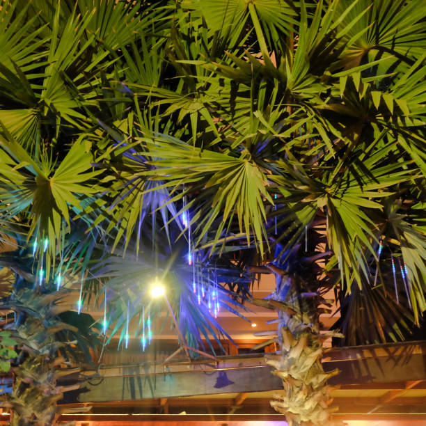 istock thick palm foliage, night time, vegetative background 1145195928
