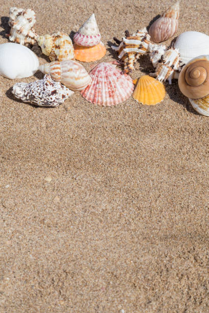 istock Closeup of a seashells on a sandy beach 1145196087