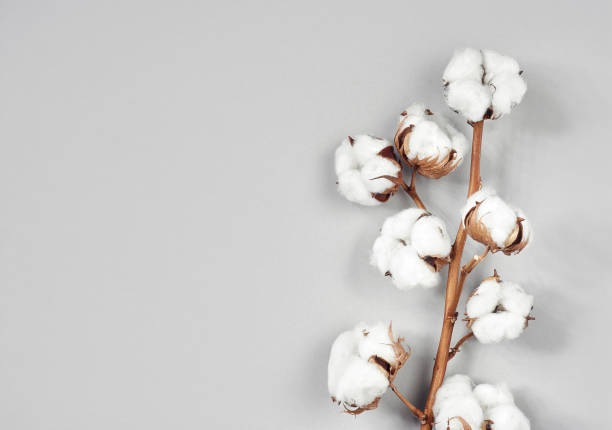 istock Cotton flower branch on gray background 1145197603