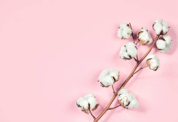 istock Cotton flower branch on pink pastel background 1145197625