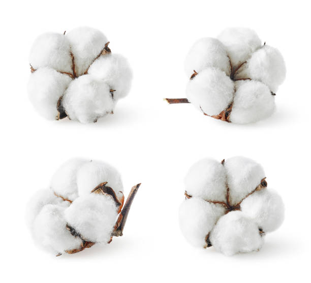 istock Set of various cotton flowers 1145197651