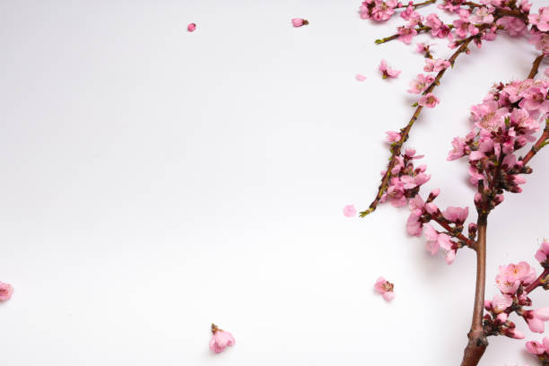 istock Peach blossom on pastel white background. Fruit flowers. - Image 1145197920