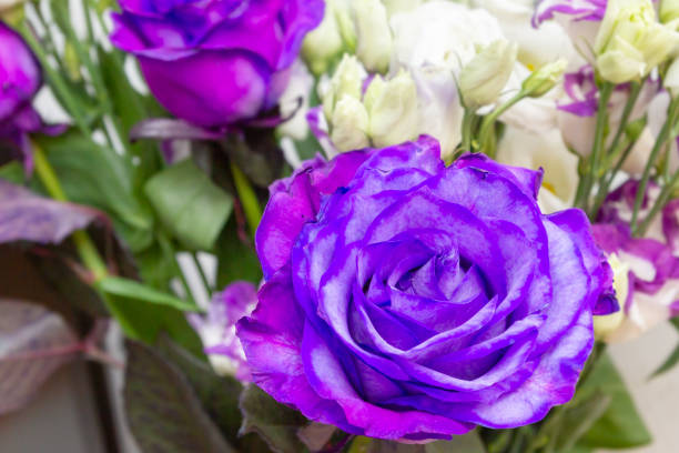 istock Beautiful lush purple rose flower in full bloom 1145199040