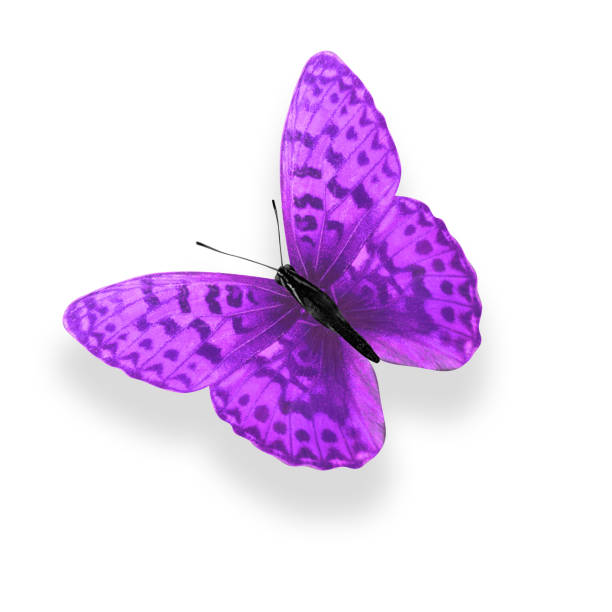 istock tropical purple butterfly. isolated on white background 1145199591