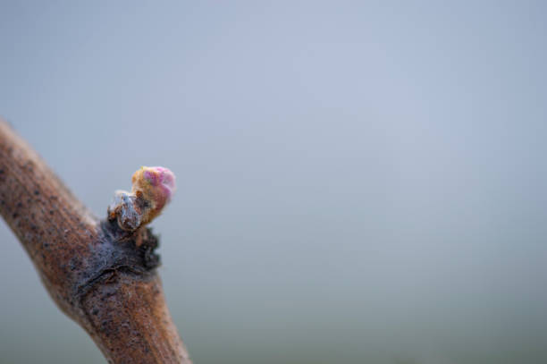 istock First bud and spring leaves on a trellised vine growing in vineyard 1145199631
