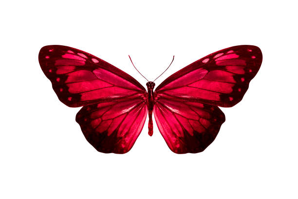istock red butterfly isolated on white background. tropical insect. template for design 1145199641
