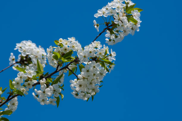 Branch cherry flower white blue background nature close up macro