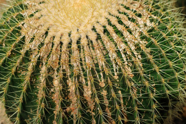 istock Close-up of big cactus exotic plant with sharp spine 1145202957