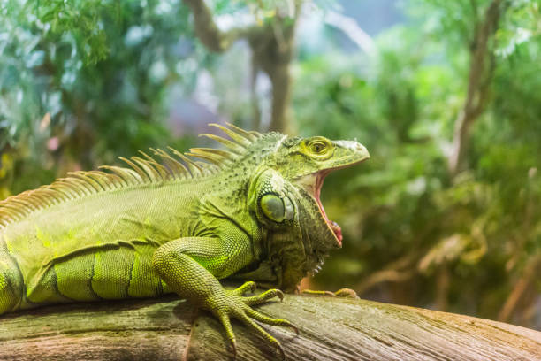 Iguana - Genova aquarium